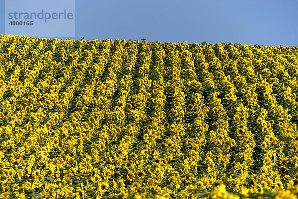 Sonnenblumenfeld  Frankreich  Europa