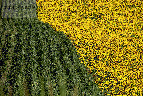 Sonnenblumen- und Maisfeld  Frankreich  Europa
