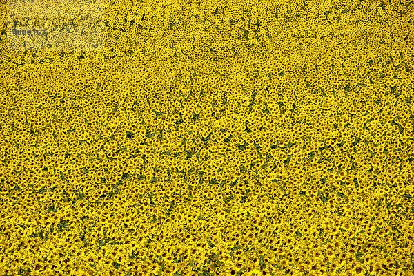 Sonnenblumenfeld  Frankreich  Europa