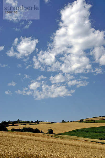 Getreidefeldern vor der Ernte  Region Auvergne  Frankreich  Europa