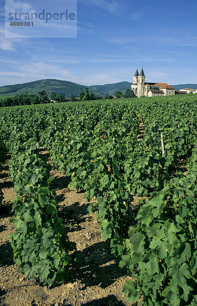 Weingut  RÈgniÈ-Durette  Beaujolais Weingebiet  DÈpartement RhÙne  Region RhÙne-Alpes  Frankreich  Europa