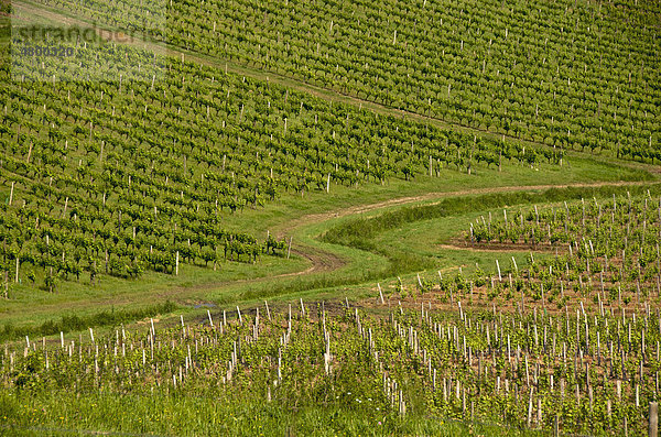 Weinberg von Monbazillac  DÈpartement Dordogne  Region Aquitanien  Frankreich  Europa