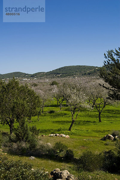 Blühende Mandelbäume  Tal von Santa Agnes  Ibiza  Spanien  Europa