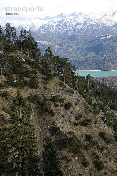 Steiler Berghang mit Bäumen  Herzogstand  Walchensee  Bayern  Deutschland  Europa