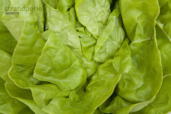 Salat  close-up  bildfüllend