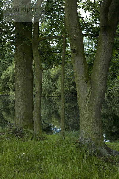 Bäume am Boberger See  Hamburg  Deutschland  Europa