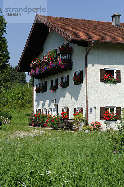 Bauernhof  Weidach  Waging am See  Oberbayern  Bayern  Deutschland  Europa