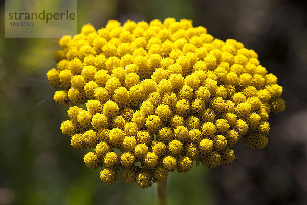 Kleine Goldgarbe  Gelbe Schafgarbe  Heilpflanze (Achillea filipendulina)