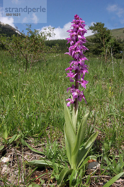 Knabenkraut (Orchis ovalis)  Blüte  im Lebensraum in den Bergen  Frankreich  Europa