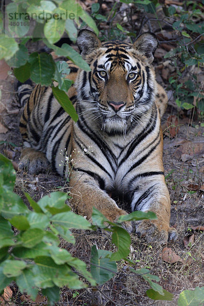 Tiger (Panthera tigris)  ausgewachsenes Weibchen beim Ausruhen  Bandhavgarh Nationalpark  Madhya Pradesh  Indien  Asien