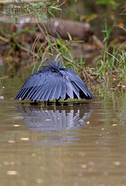 Glockenreiher (Egretta ardesiaca)  beim Fischen  Flügel werden als Schirm benutzt  um Wasser zu verdunkeln  Äthiopien  Afrika