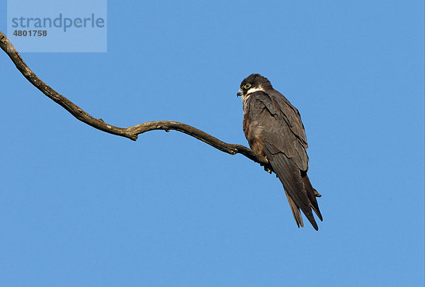 Baumfalke (Falco subbuteo)  auf totem Ast  Marokko  Afrika