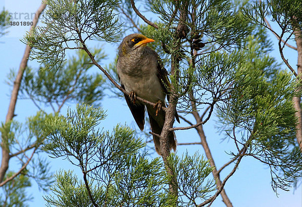 Gelbstirn-Schwatzvogel (Manorina flavigula)  sitzendes Alttier  Südost-Queensland  Australien