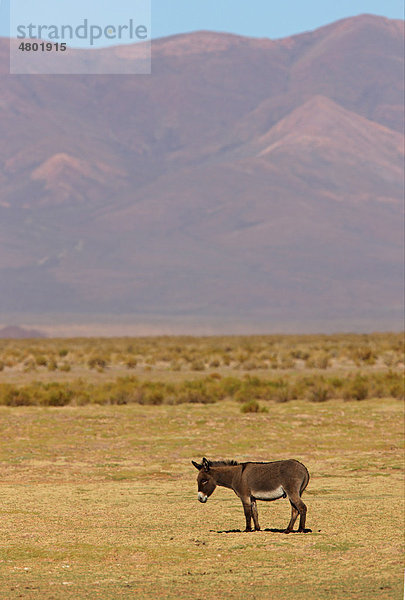 Esel  Alttier  im Stand auf Puna-Grasgebiet  Berge hinten  Salta  Argentinien  Südamerika