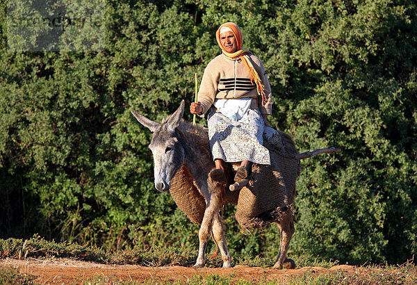Esel  Alttier  mit Reiterin und Traglast  Marokko  Afrika