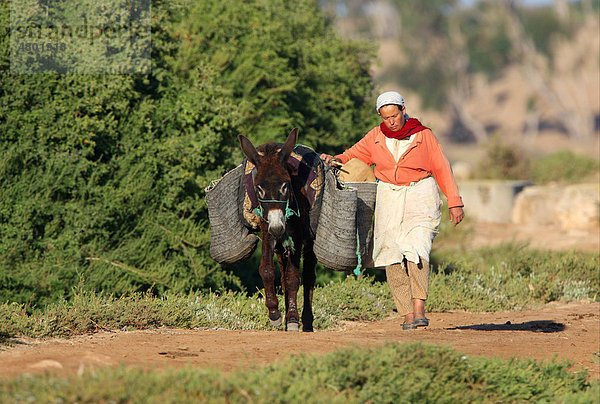 Esel  Alttier  mit Traglast  Frau läuft neben Esel auf Feldweg  Marokko  Afrika