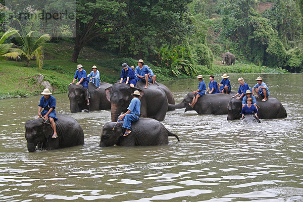 Asiatischer oder Indischer Elefant (Elephas maximus)  Alttiere beim Bad mit Mahouts und Touristen  Elefanten Schutzprojekt  Thailand  Asien