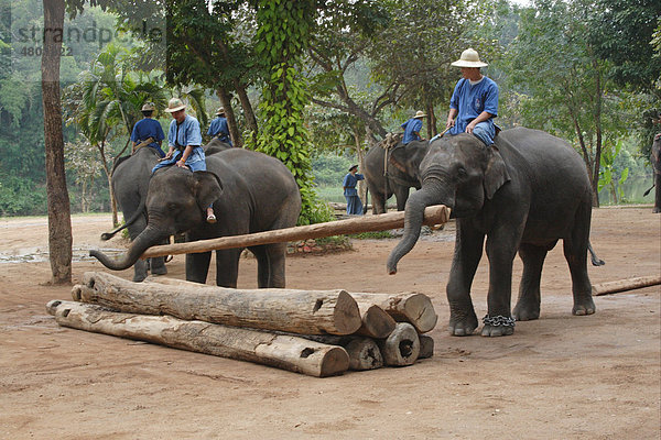 Asiatischer oder Indischer Elefant (Elephas maximus)  Alttiere bei der Arbeit mit Mahouts  beim Bewegen von Baumstämmen  Elefanten Schutzprojekt  Thailand  Asien
