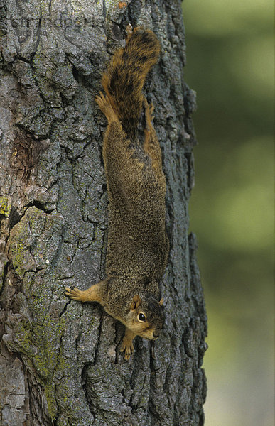 Fuchshörnchen (Sciurus niger)  beim Klettern am Baumstamm  Michigan  USA  Nordamerika