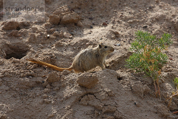 Große Rennmaus (Rhombomys opimus)  Alttier  beim Verlassen des Baus  Provinz Almaty  Kasachstan  Eurasien