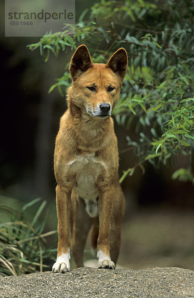 Dingo (Canis familiaris dingo)  Alttier steht mit Vorderbeinen auf Fels  Australien