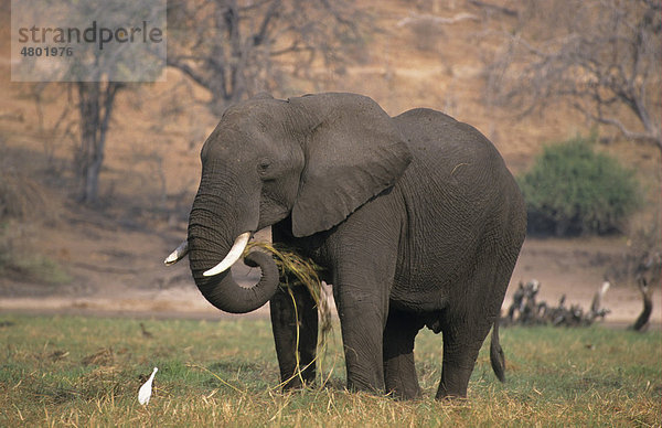 Afrikanischer Elefant (Loxodonta africana)  männliches Alttier frisst Gras  Chobe National Park  Botswana  Afrika