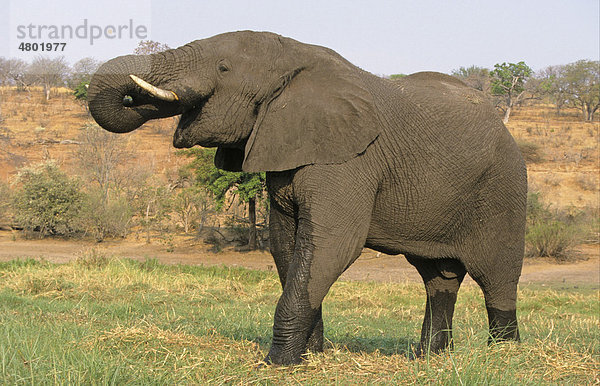 Afrikanischer Elefant (Loxodonta africana)  trinkendes Alttier  Chobe National Park  Botswana  Afrika