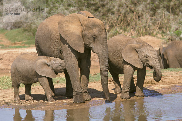 Afrikanischer Elefant (Loxodonta africana)  Alttier mit Jungetieren am Wasserloch  Addo Elefant National Park  Südafrika