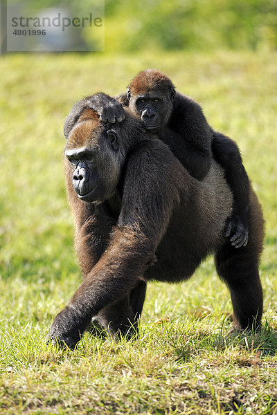 Westlicher Flachlandgorilla (Gorilla gorilla gorilla)  weibliches Alttier mit Jungem auf dem Rücken