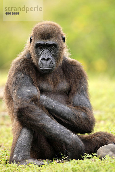 Westlicher Flachlandgorilla (Gorilla gorilla gorilla)  sitzendes weibliches Alttier