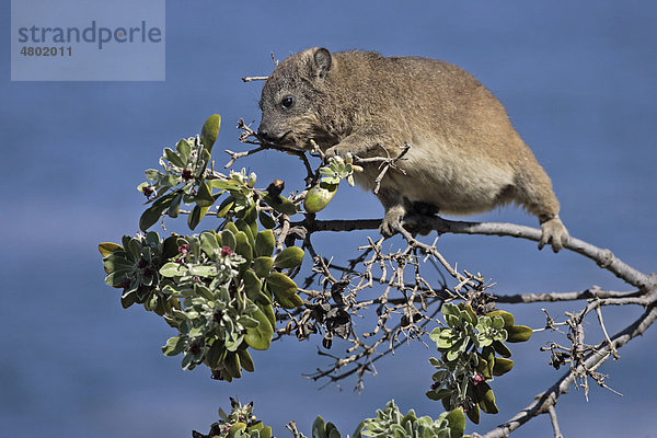 Klippschliefer oder Klippdachs (Procavia capensis)  Alttier frisst im Baum  Südafrika  Afrika