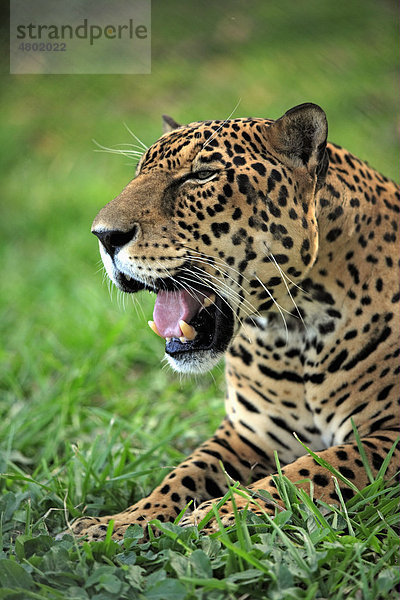 Jaguar (Panthera onca)  gähnendes männliches Alttier  Portrait  Pantanal  Mato Grosso  Brasilien  Südamerika  Amerika