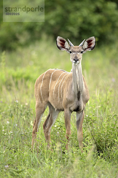 Großer Kudu (Tragelaphus strepsicerus)  männliches Jungtier  Sabie Sand Game Reserve  Südafrika  Afrika