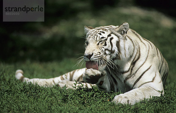 Indischer Tiger (Panthera tigris tigris)  weiße Art  liegend auf Gras beim Lecken der Pfote