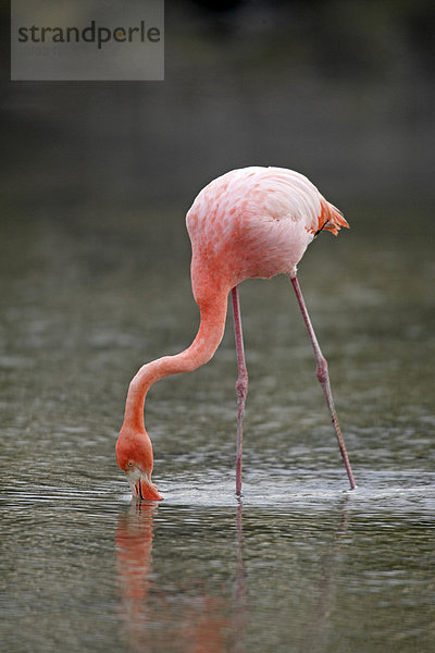 Galapagos Flamingo (Phoenicopterus ruber glyphorhynchus)  Alttier frisst im Wasser  Galapagos-Inseln  Pazifischer Ozean