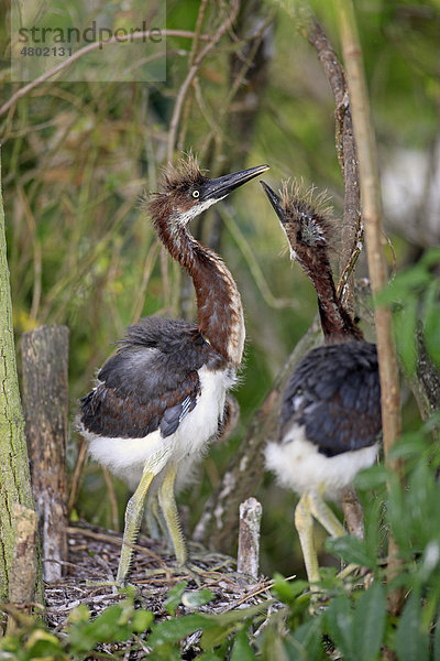 Dreifarbenreiher (Egretta tricolor)  zwei Küken stehen im Nest  Florida  USA