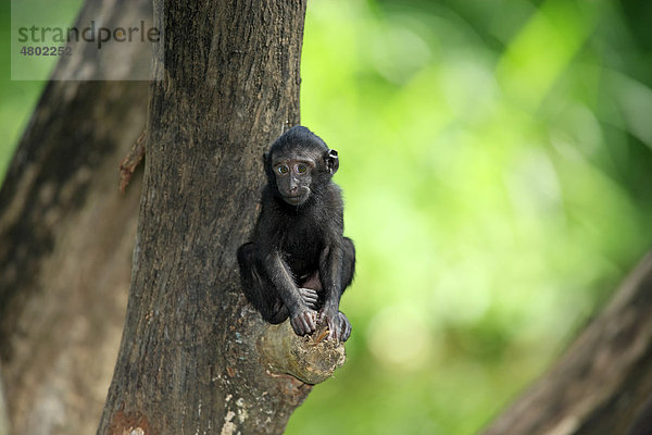 Schopfaffe oder Schopfmakak (Macaca nigra)  Jungtier sitzt im Baum  in Gefangenschaft