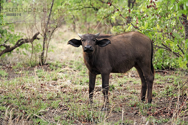 Afrikanische Büffel oder Kaffernbüffel (Syncerus caffer)  Jungtier  stehend  Krueger National Park  Südafrika  Afrika