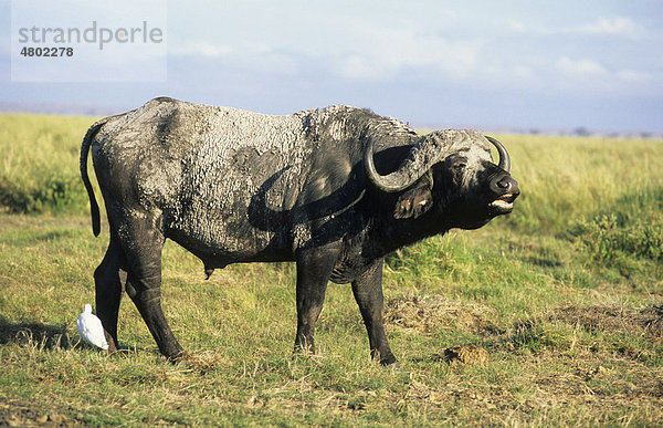 Afrikanische Büffel oder Kaffernbüffel (Syncerus caffer)  rufendes männliches Alttier  Amboseli National Park  Kenia  Afrika