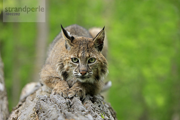 Rotluchs (Lynx rufus)  Alttier ruht auf Baumstamm im Wald  Minnesota  USA  Amerika