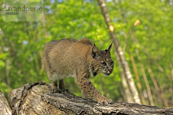 Rotluchs (Lynx rufus)  Alttier geht über Baumstamm im Wald  Minnesota  USA  Amerika