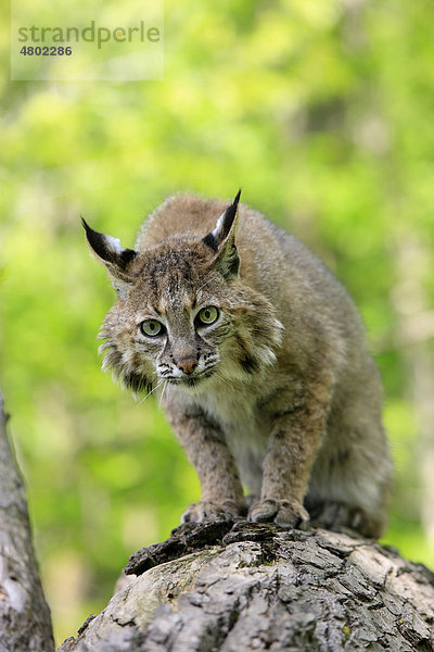 Rotluchs (Lynx rufus)  Alttier sitzt auf Baumstamm im Wald  Minnesota  USA  Amerika