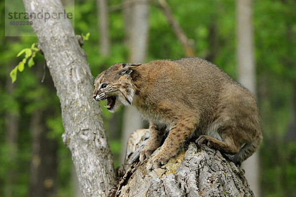 Rotluchs (Lynx rufus)  fauchendes Alttier sitzt auf Baumstamm im Wald  Minnesota  USA  Amerika