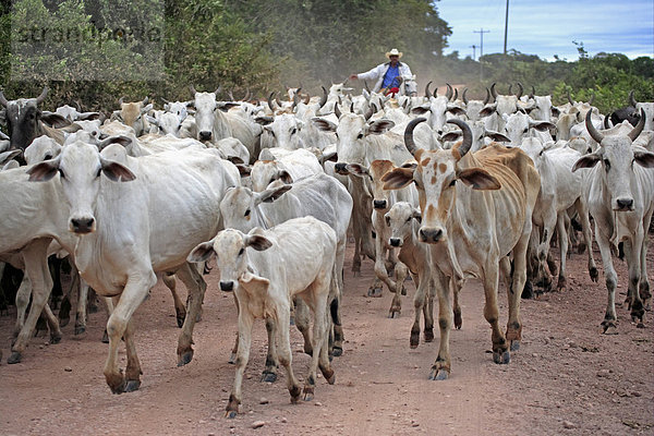 Hausrind  Indo-brasilianische Zebu-Herde wird eine Straße entlang getrieben  Cowboys auf Pantaneiro-Pferden  Pantanal  Mato Grosso do Sul  Brasilien  Südamerika  Amerika