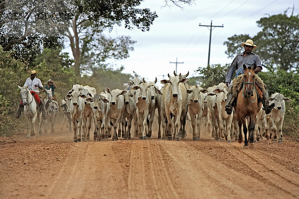 Hausrind  Indo-brasilianische Zebu-Herde wird eine Straße entlang getrieben  Cowboys auf Pantaneiro-Pferden  Pantanal  Mato Grosso do Sul  Brasilien  Südamerika  Amerika