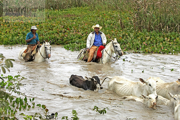 Hausrind  Indo-brasilianische Zebu-Herde wird durchs Wasser getrieben  Cowboys auf Pantaneiro-Pferden  Pantanal  Mato Grosso do Sul  Brasilien  Südamerika  Amerika
