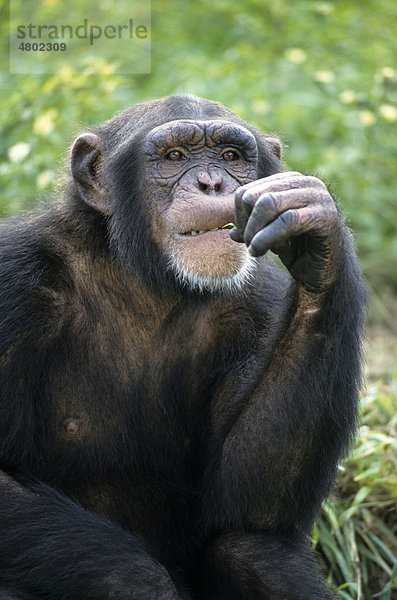 Schimpanse (Pan troglodytes)  fressendes Männchen mit Hand am Maul
