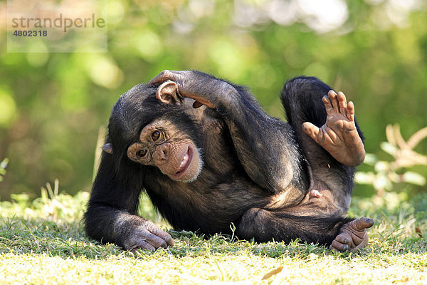 Schimpanse (Pan troglodytes)  Jungtier kratzt sich