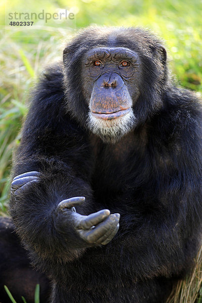 Schimpanse (Pan troglodytes)  bettelndes Alttier