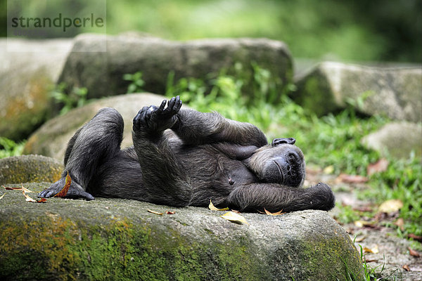 Schimpanse (Pan troglodytes)  ruhendes weibliches Alttier liegt auf dem Rücken